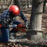 Tree Removal 1